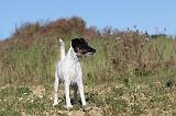 FOX TERRIER POIL LISSE 092